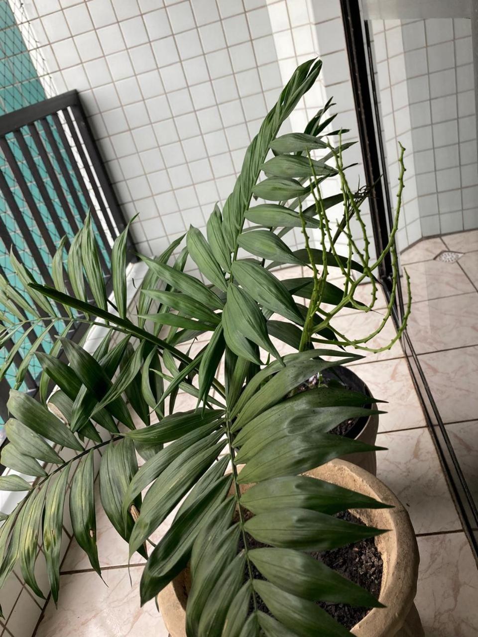 Apartment Sossego Na Pg